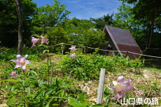 ����R�Βn�����̃T�T����