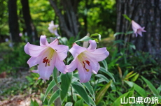 ����R�Βn�����̃T�T����