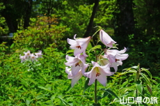 ����R�Βn�����̃T�T����