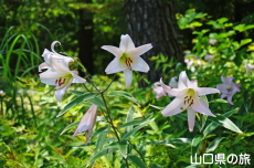 ����R�Βn�����̃T�T����