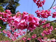 �̖��_���̊����