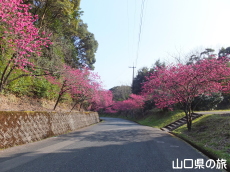 �̖��_���̊����