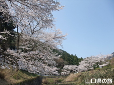 �̖��_���̐�{��