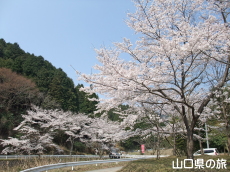 �̖��_���̐�{��