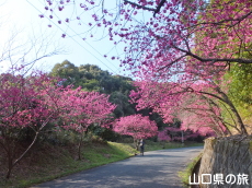 �̖��_���̊����