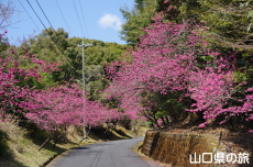 �̖��_���̊����