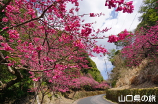 �̖��_���̊����