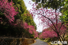 �̖��_���̊����