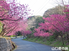 �̖��_���̊����