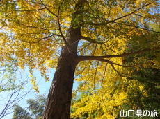 白山神社のイチョウ