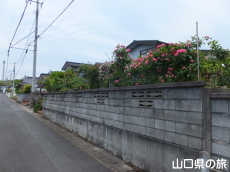 個人宅のバラ園