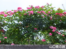 個人宅のバラ園