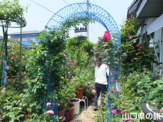 個人宅のバラ園
