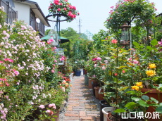 個人宅のバラ園