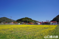 於福の菜の花畑