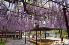 西八幡宮の藤棚