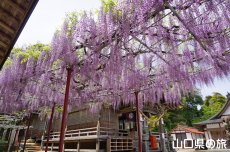 西八幡宮の藤棚