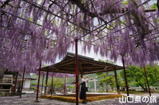 西八幡宮の藤棚