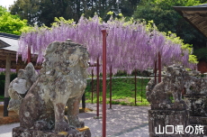 西八幡宮の藤棚