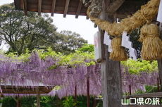 西八幡宮の藤棚
