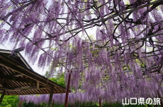 西八幡宮の藤棚