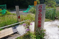 バラの散歩道