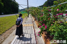 バラの散歩道