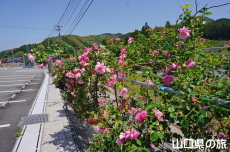 バラの散歩道