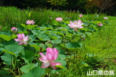 天平の池のハス