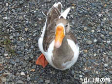 シナガチョウが見つめる…
