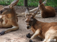 カンガルーフィールド