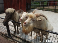 動物ふれあい広場の仲間たち