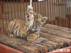 トラの子ども