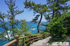 青海島自然研究路