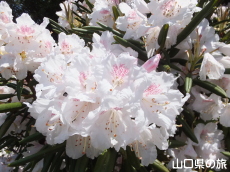 俵山しゃくなげ園