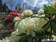 俵山しゃくなげ園