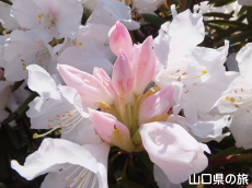 俵山しゃくなげ園