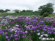 �ѐX�����̏Ҋ���