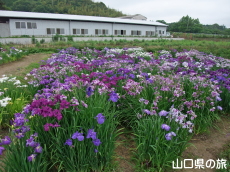 �ѐX�����̏Ҋ���