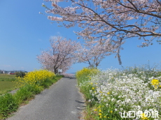 �ό��͐�����̍����؂ƍ؂̉�