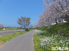 �ό��͐�����̍�����