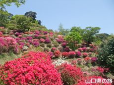 熊野山公園のつつじ