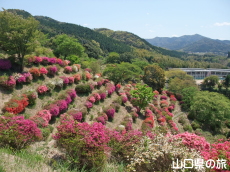 熊野山公園のつつじ