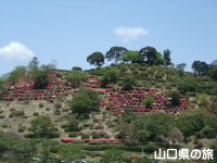 熊野山公園のつつじ