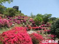 熊野山公園のつつじ
