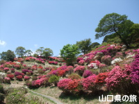 熊野山公園のつつじ
