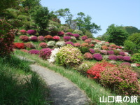 熊野山公園のつつじ