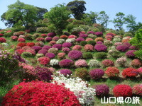 熊野山公園のつつじ