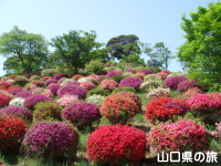 熊野山公園のつつじ