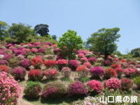熊野山公園のつつじ